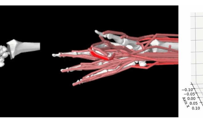 Skeletal and muscular hand model, and key points of a trajectory