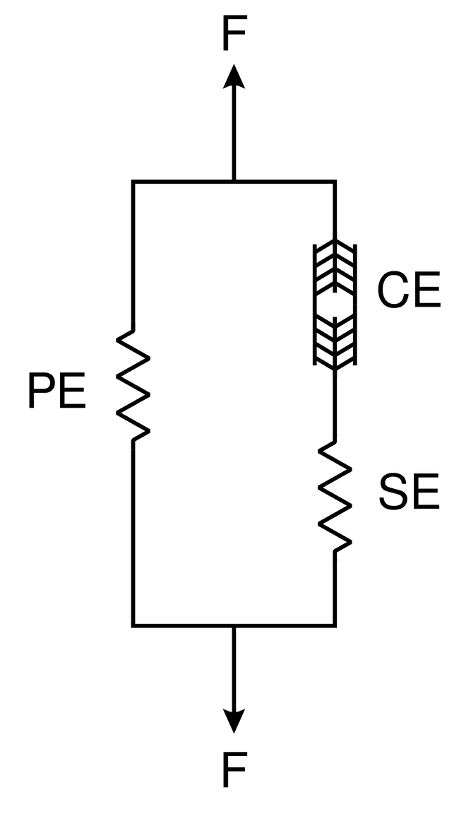 Hill musculotendon model