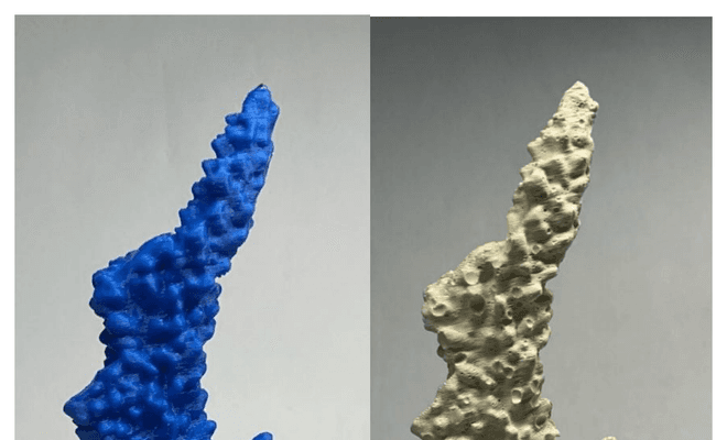3D-printed coral fragment and its plaster replica