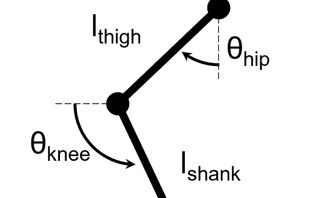 Segmented hindlimb model: thigh, shank and metatarsus