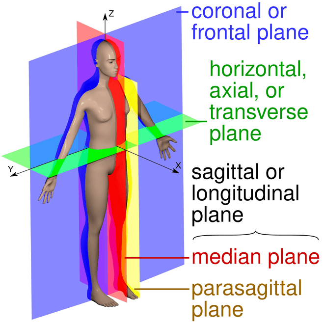 Anatomical planes